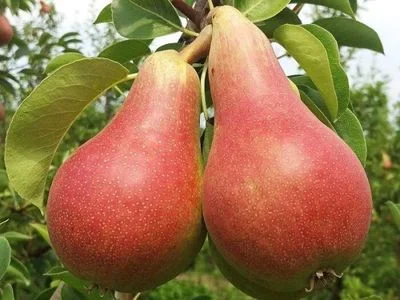 Саженцы груши